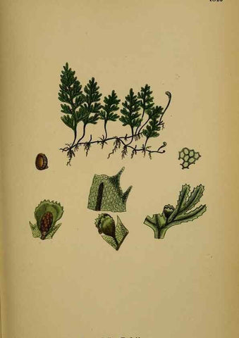 Reproducción/Reproduction 48749980548: English botany, or, Coloured figures of British plants /. London :R. Hardwicke,1863-1886.. 