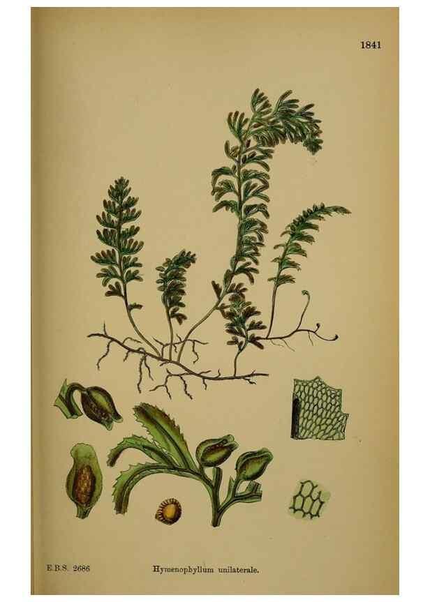 Reproducción/Reproduction 48749980833: English botany, or, Coloured figures of British plants /. London :R. Hardwicke,1863-1886.. 