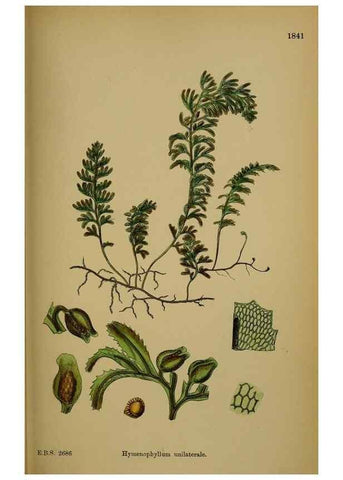 Reproducción/Reproduction 48749980833: English botany, or, Coloured figures of British plants /. London :R. Hardwicke,1863-1886.. 