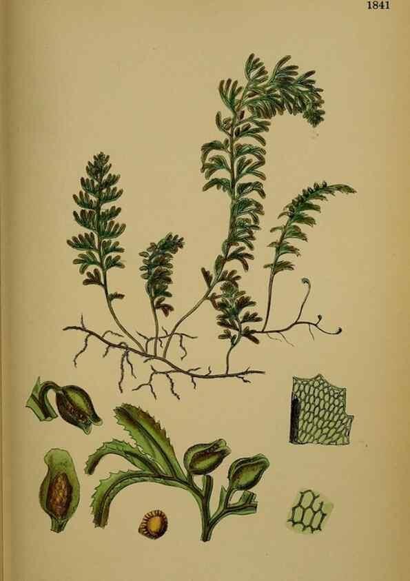 Reproducción/Reproduction 48749980833: English botany, or, Coloured figures of British plants /. London :R. Hardwicke,1863-1886.. 