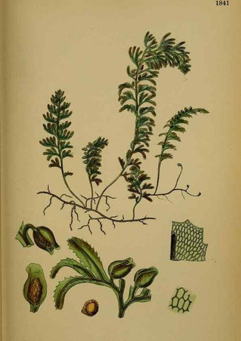Reproducción/Reproduction 48749980833: English botany, or, Coloured figures of British plants /. London :R. Hardwicke,1863-1886.. 