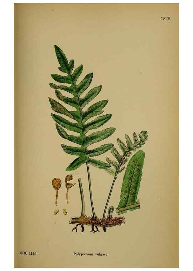 Reproducción/Reproduction 48749981138: English botany, or, Coloured figures of British plants /. London :R. Hardwicke,1863-1886.. 
