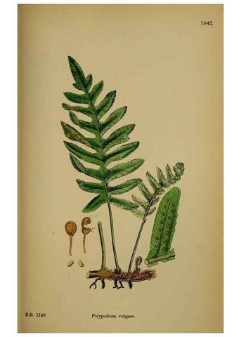 Reproducción/Reproduction 48749981138: English botany, or, Coloured figures of British plants /. London :R. Hardwicke,1863-1886.. 
