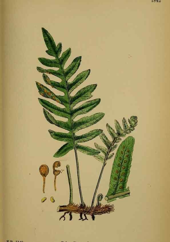 Reproducción/Reproduction 48749981138: English botany, or, Coloured figures of British plants /. London :R. Hardwicke,1863-1886.. 