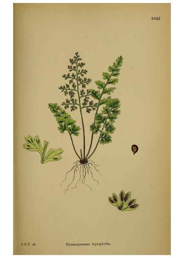Reproducción/Reproduction 48750496852: English botany, or, Coloured figures of British plants /. London :R. Hardwicke,1863-1886.. 
