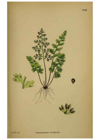 Reproducción/Reproduction 48750496852: English botany, or, Coloured figures of British plants /. London :R. Hardwicke,1863-1886.. 