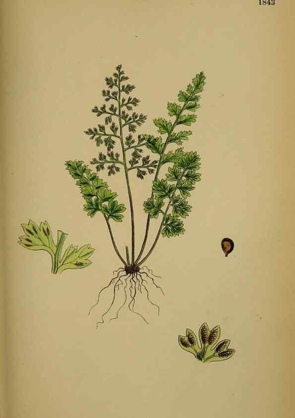 Reproducción/Reproduction 48750496852: English botany, or, Coloured figures of British plants /. London :R. Hardwicke,1863-1886.. 