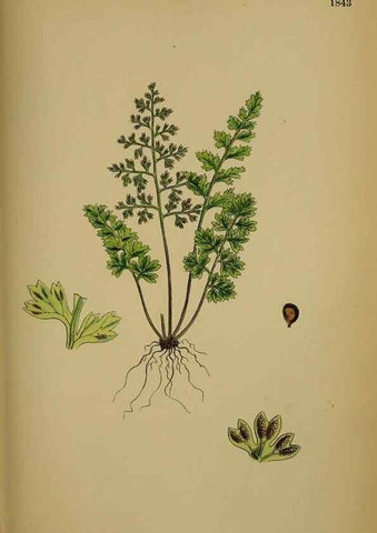 Reproducción/Reproduction 48750496852: English botany, or, Coloured figures of British plants /. London :R. Hardwicke,1863-1886.. 
