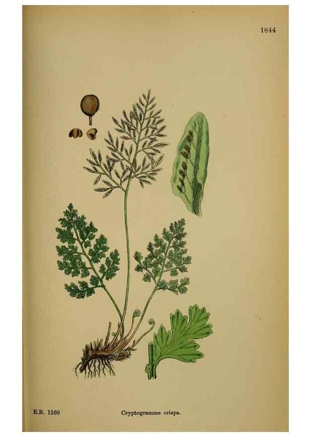 Reproducción/Reproduction 48750497067: English botany, or, Coloured figures of British plants /. London :R. Hardwicke,1863-1886.. 