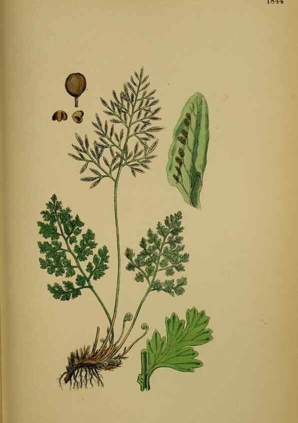 Reproducción/Reproduction 48750497067: English botany, or, Coloured figures of British plants /. London :R. Hardwicke,1863-1886.. 