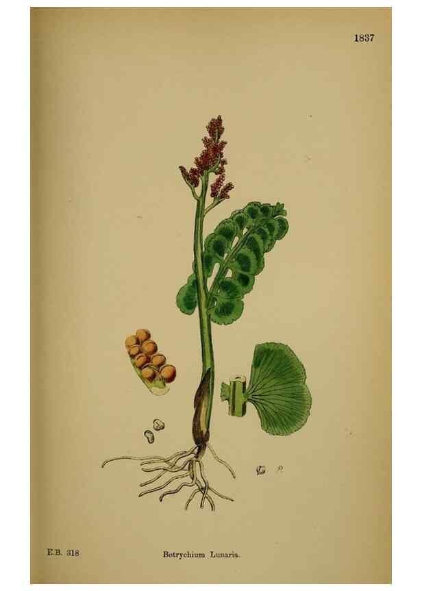 Reproducción/Reproduction 48749979928: English botany, or, Coloured figures of British plants /. London :R. Hardwicke,1863-1886.. 