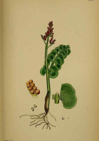 Reproducción/Reproduction 48749979928: English botany, or, Coloured figures of British plants /. London :R. Hardwicke,1863-1886.. 