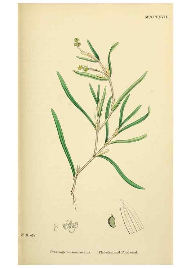Reproducción/Reproduction 48754024617: English botany, or, Coloured figures of British plants /. London :R. Hardwicke,1863-1886.. 