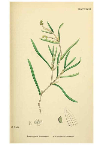 Reproducción/Reproduction 48754024617: English botany, or, Coloured figures of British plants /. London :R. Hardwicke,1863-1886.. 