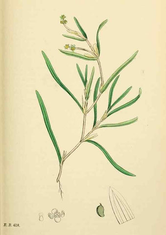 Reproducción/Reproduction 48754024617: English botany, or, Coloured figures of British plants /. London :R. Hardwicke,1863-1886.. 