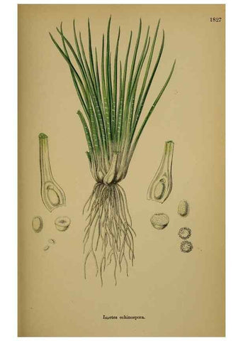 Reproducción/Reproduction 48750303336: English botany, or, Coloured figures of British plants /. London :R. Hardwicke,1863-1886.. 