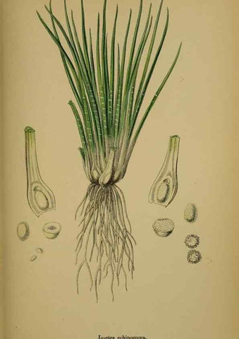 Reproducción/Reproduction 48750303336: English botany, or, Coloured figures of British plants /. London :R. Hardwicke,1863-1886.. 