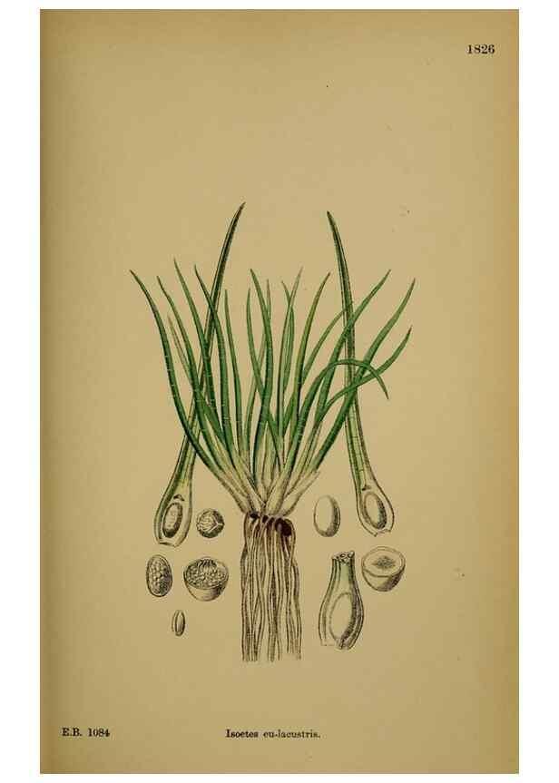 Reproducción/Reproduction 48749976623: English botany, or, Coloured figures of British plants /. London :R. Hardwicke,1863-1886.. 