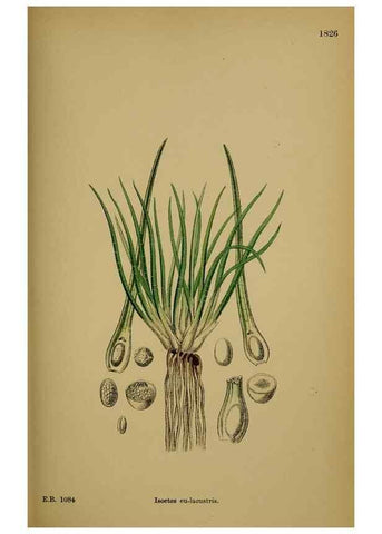 Reproducción/Reproduction 48749976623: English botany, or, Coloured figures of British plants /. London :R. Hardwicke,1863-1886.. 