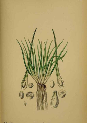 Reproducción/Reproduction 48749976623: English botany, or, Coloured figures of British plants /. London :R. Hardwicke,1863-1886.. 