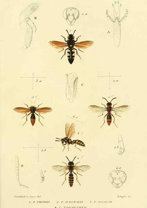 Reproducción/Reproduction 48749842007: Études sur la famille des vespides /. Paris :V. Masson ;1852-1858.. 