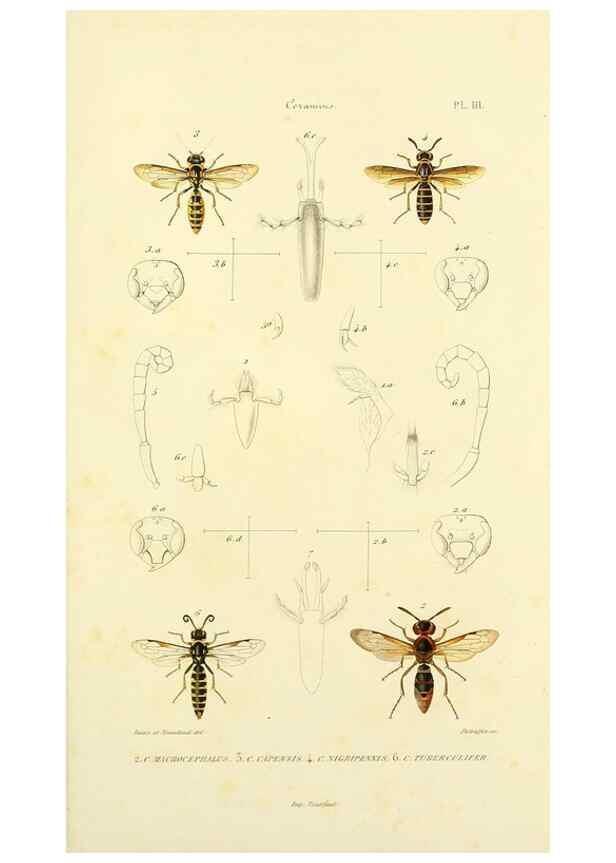 Reproducción/Reproduction 48749656511: Études sur la famille des vespides /. Paris :V. Masson ;1852-1858.. 