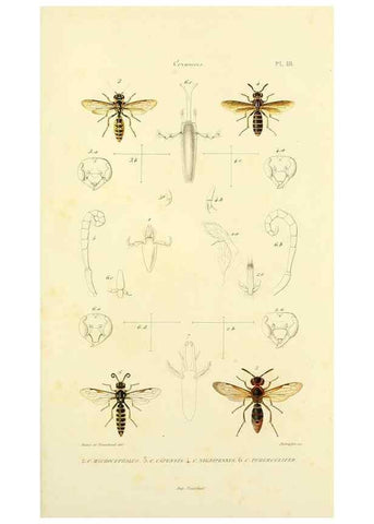 Reproducción/Reproduction 48749656511: Études sur la famille des vespides /. Paris :V. Masson ;1852-1858.. 