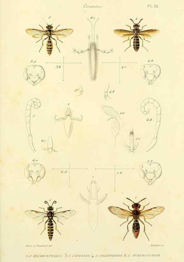 Reproducción/Reproduction 48749656511: Études sur la famille des vespides /. Paris :V. Masson ;1852-1858.. 
