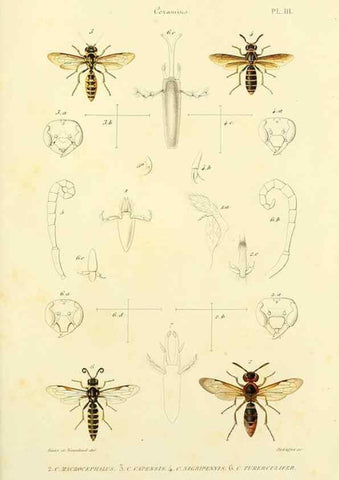 Reproducción/Reproduction 48749656511: Études sur la famille des vespides /. Paris :V. Masson ;1852-1858.. 