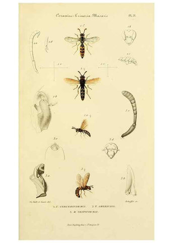 Reproducción/Reproduction 48749656831: Études sur la famille des vespides /. Paris :V. Masson ;1852-1858.. 
