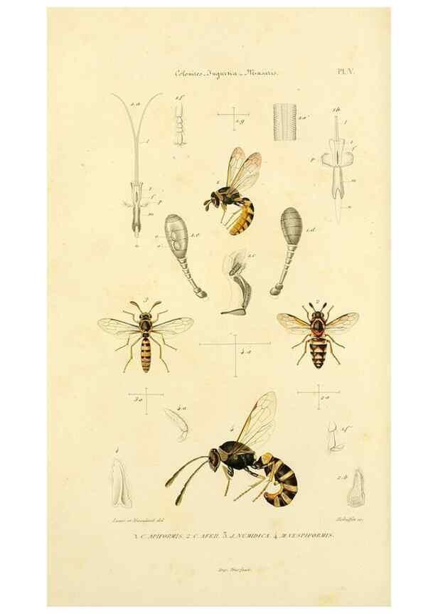 Reproducción/Reproduction 48749657141: Études sur la famille des vespides /. Paris :V. Masson ;1852-1858.. 