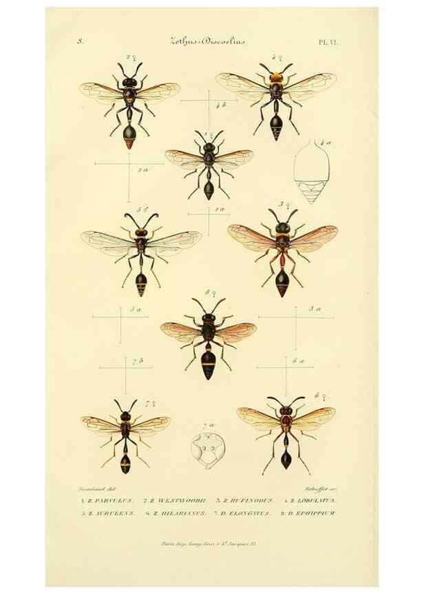 Reproducción/Reproduction 48749843317: Études sur la famille des vespides /. Paris :V. Masson ;1852-1858.. 