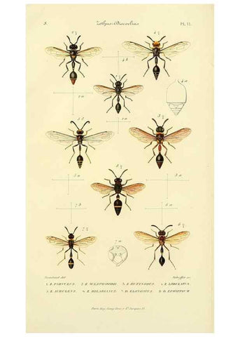 Reproducción/Reproduction 48749843317: Études sur la famille des vespides /. Paris :V. Masson ;1852-1858.. 