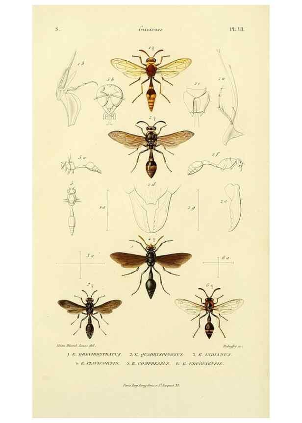 Reproducción/Reproduction 48749843757: Études sur la famille des vespides /. Paris :V. Masson ;1852-1858.. 