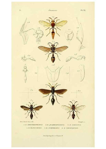 Reproducción/Reproduction 48749843757: Études sur la famille des vespides /. Paris :V. Masson ;1852-1858.. 