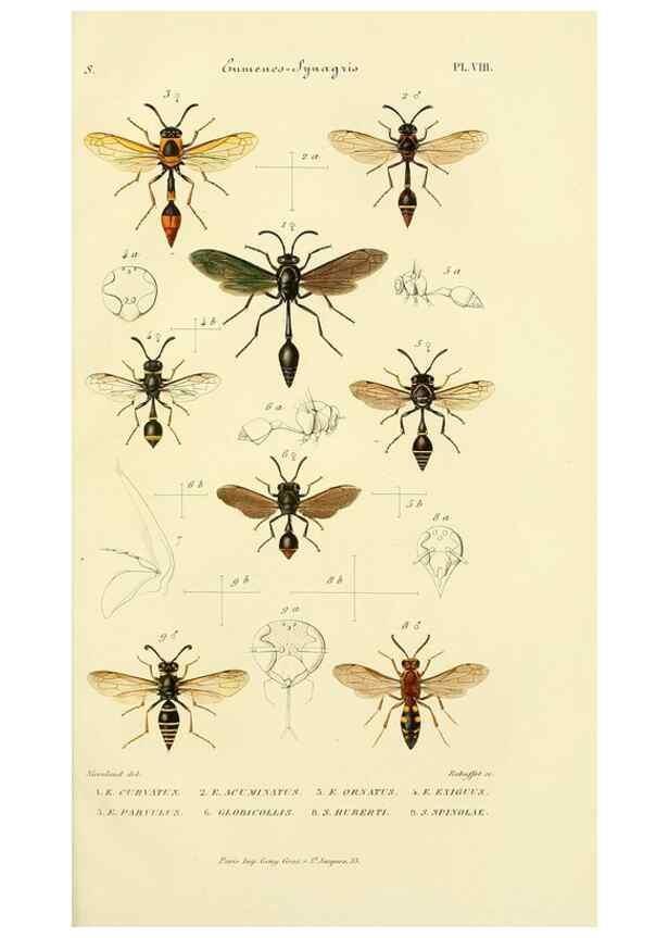 Reproducción/Reproduction 48749329888: Études sur la famille des vespides /. Paris :V. Masson ;1852-1858.. 