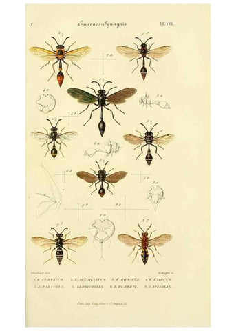Reproducción/Reproduction 48749329888: Études sur la famille des vespides /. Paris :V. Masson ;1852-1858.. 