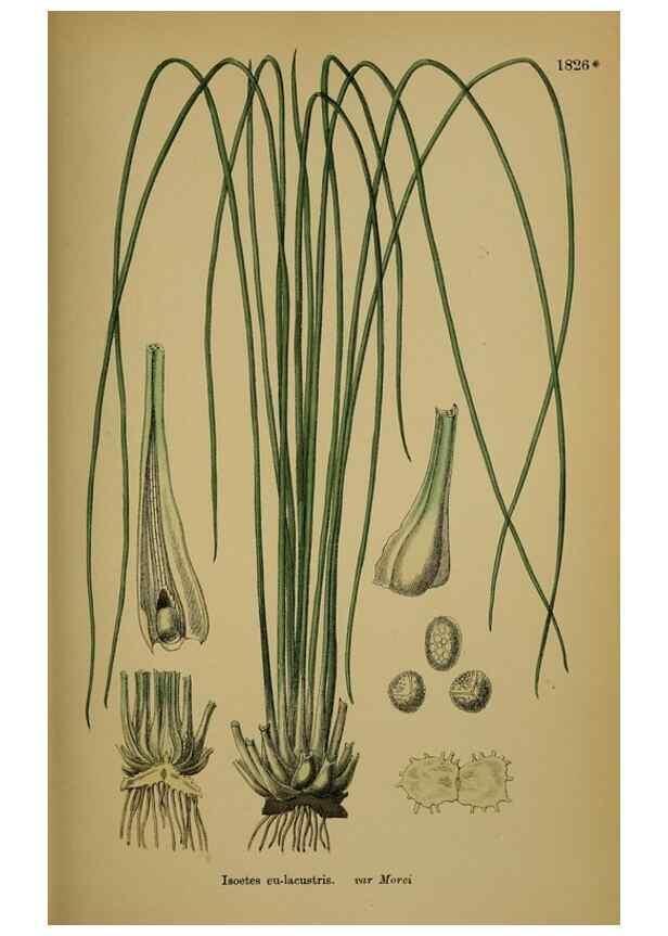 Reproducción/Reproduction 48750492087: English botany, or, Coloured figures of British plants /. London :R. Hardwicke,1863-1886.. 