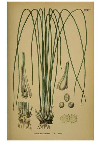 Reproducción/Reproduction 48750492087: English botany, or, Coloured figures of British plants /. London :R. Hardwicke,1863-1886.. 
