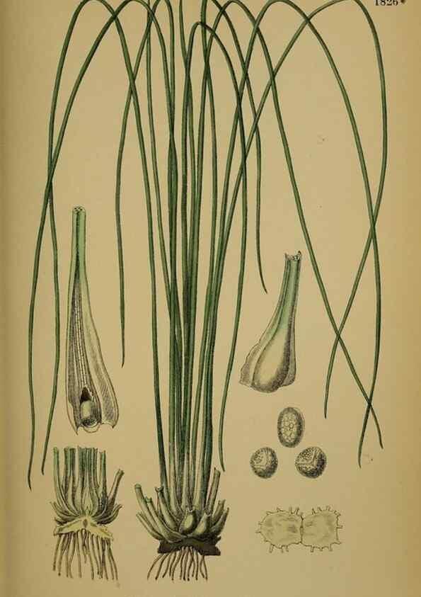 Reproducción/Reproduction 48750492087: English botany, or, Coloured figures of British plants /. London :R. Hardwicke,1863-1886.. 
