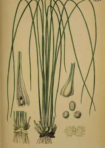 Reproducción/Reproduction 48750492087: English botany, or, Coloured figures of British plants /. London :R. Hardwicke,1863-1886.. 