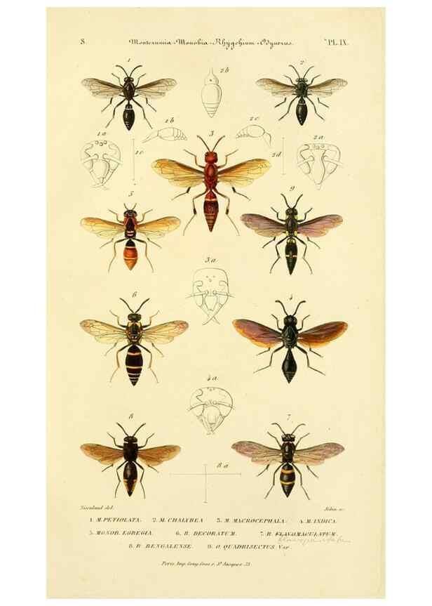 Reproducción/Reproduction 48749844352: Études sur la famille des vespides /. Paris :V. Masson ;1852-1858.. 