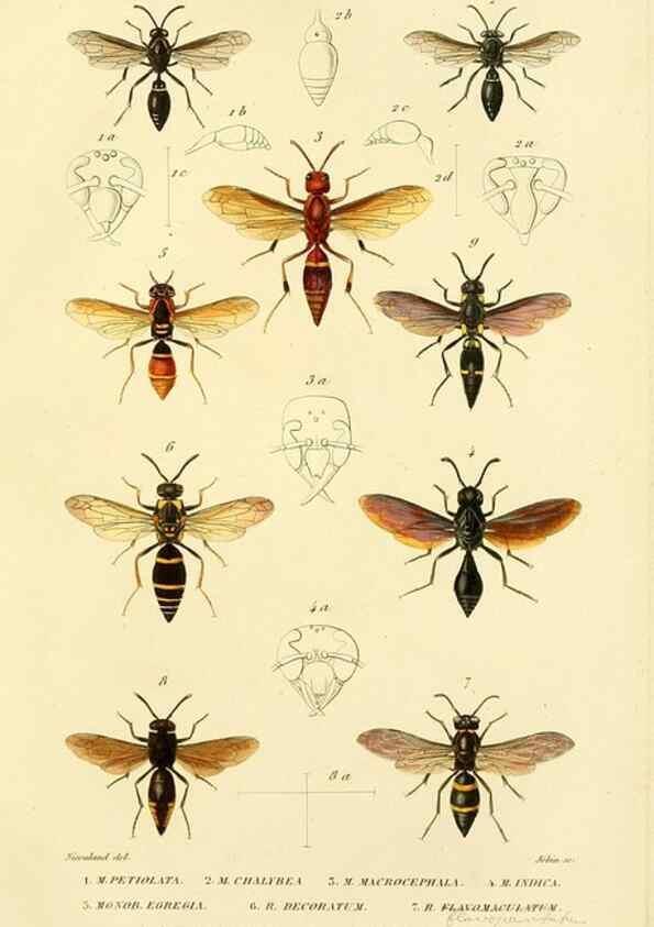 Reproducción/Reproduction 48749844352: Études sur la famille des vespides /. Paris :V. Masson ;1852-1858.. 