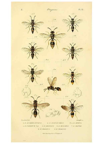 Reproducción/Reproduction 48749330863: Études sur la famille des vespides /. Paris :V. Masson ;1852-1858.. 