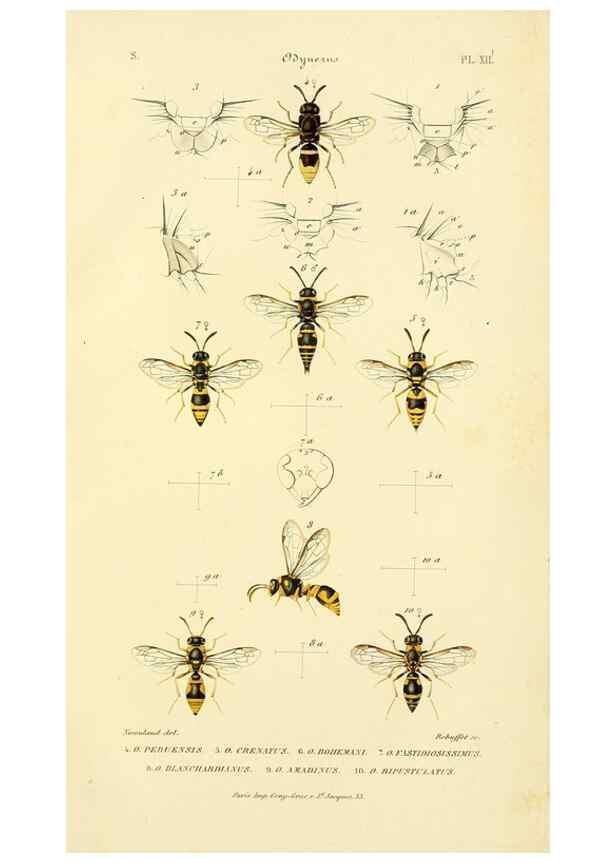 Reproducción/Reproduction 48749659161: Études sur la famille des vespides /. Paris :V. Masson ;1852-1858.. 