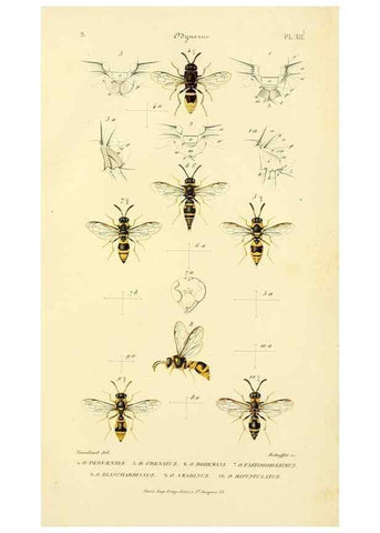 Reproducción/Reproduction 48749659161: Études sur la famille des vespides /. Paris :V. Masson ;1852-1858.. 