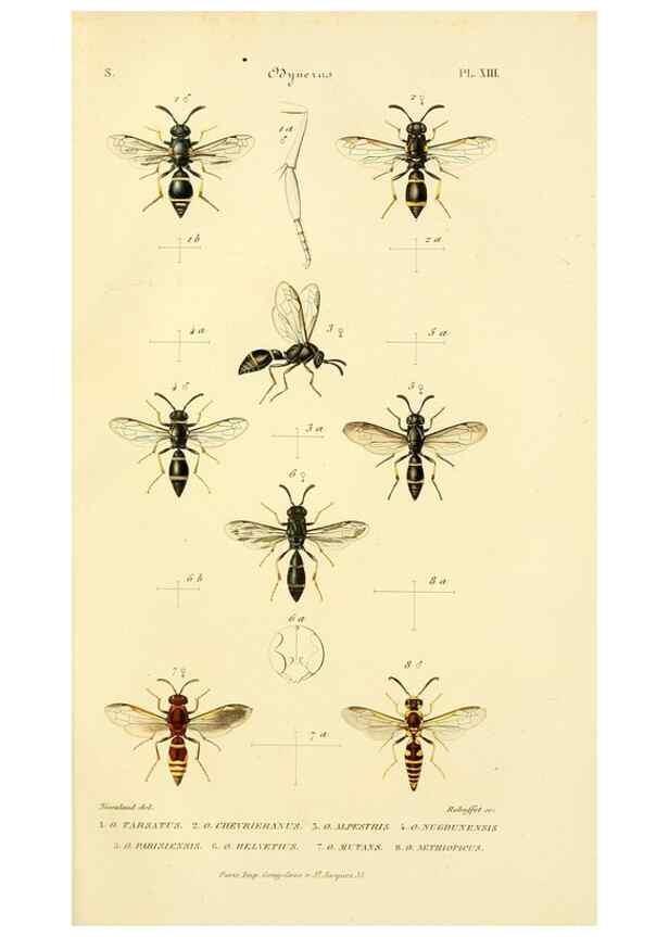 Reproducción/Reproduction 48749659446: Études sur la famille des vespides /. Paris :V. Masson ;1852-1858.. 
