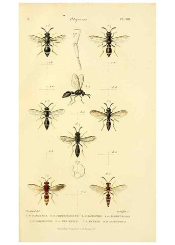 Reproducción/Reproduction 48749659446: Études sur la famille des vespides /. Paris :V. Masson ;1852-1858.. 