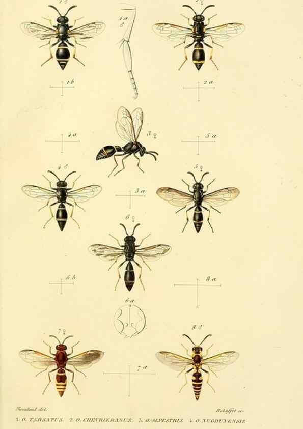 Reproducción/Reproduction 48749659446: Études sur la famille des vespides /. Paris :V. Masson ;1852-1858.. 
