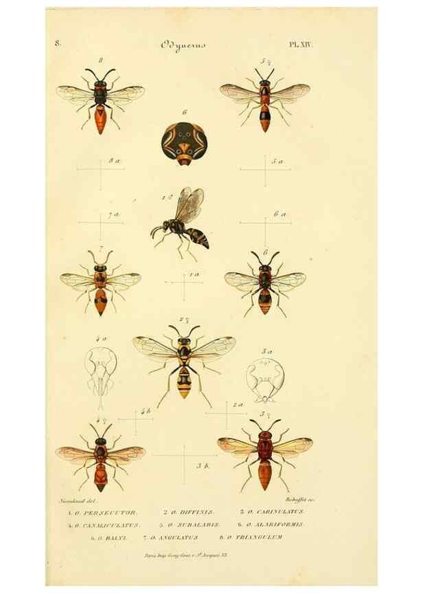 Reproducción/Reproduction 48749659676: Études sur la famille des vespides /. Paris :V. Masson ;1852-1858.. 